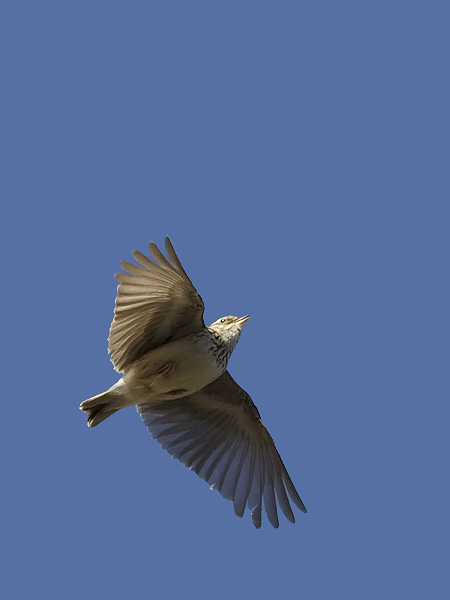 Kangaskiuru, Wood Lark, Lullula arborea